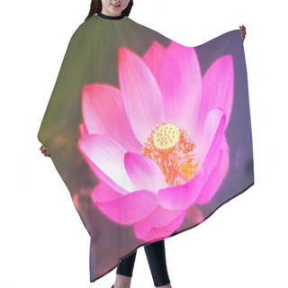 Personality  Colorful Lotus Floating On Pool Sunlight In Morning Hair Cutting Cape