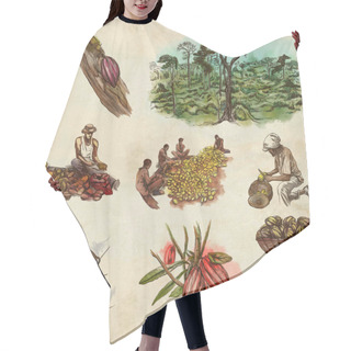 Personality  COCOA, Cacao And Chocolate. Agriculture. Life Of A Farmer. Cocoa Harvesting And Processing. Collection Of An Hand Drawing Illustrations. Pack Of Full Sized Hand Drawn Illustrations On White. Set Of Freehand Sketches On Old Paper. Hair Cutting Cape