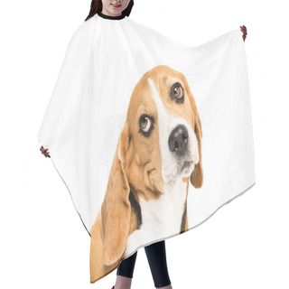 Personality  Funny Beagle Dog Hair Cutting Cape