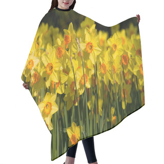 Personality  A Field Of Yellow Daffodils Hair Cutting Cape