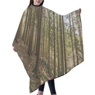 Personality  Coniferous Trees On Hill In Mountains  Hair Cutting Cape