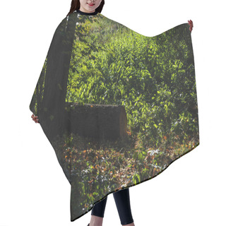 Personality  Wooden Log Beside Tree On Green Grass Hair Cutting Cape