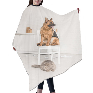 Personality  Cute German Shepherd Sitting On White Chair And Grey Cat Lying On Floor In Messy Kitchen Hair Cutting Cape