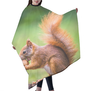 Personality  Squirrel Hair Cutting Cape