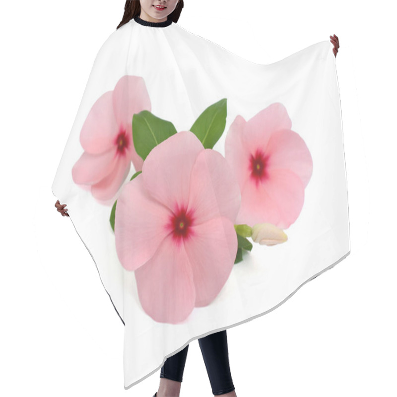 Personality  beautiful Periwinkle flower isolated on white background hair cutting cape