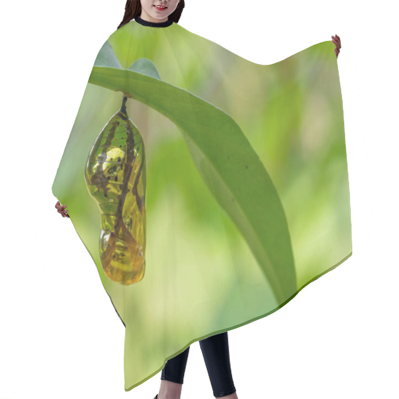Personality  Chrysalis Butterfly Shiny Golden Hanging On A Leaf With Nature Background. Hair Cutting Cape