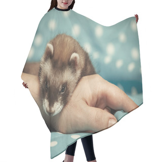 Personality  Ferret Relaxing On Hand Hair Cutting Cape