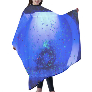 Personality  Small Fishes Swimming Under Water In Aquarium With Blue Lighting Hair Cutting Cape