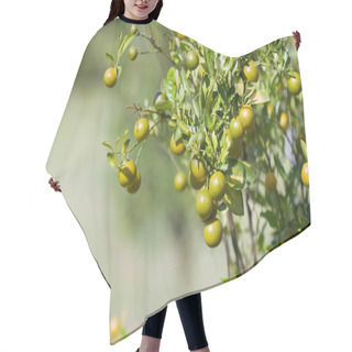Personality  Ripe Limes On Tree Hair Cutting Cape