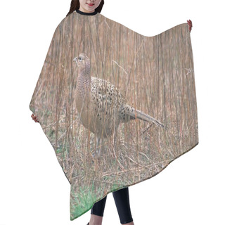 Personality  Ruffed Grouse In A Meadow Surrounded By Grass With A Blurry Background Hair Cutting Cape