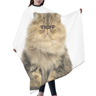 Personality  Front View Of A Grumpy Persian Cat Facing, Looking At The Camera Hair Cutting Cape