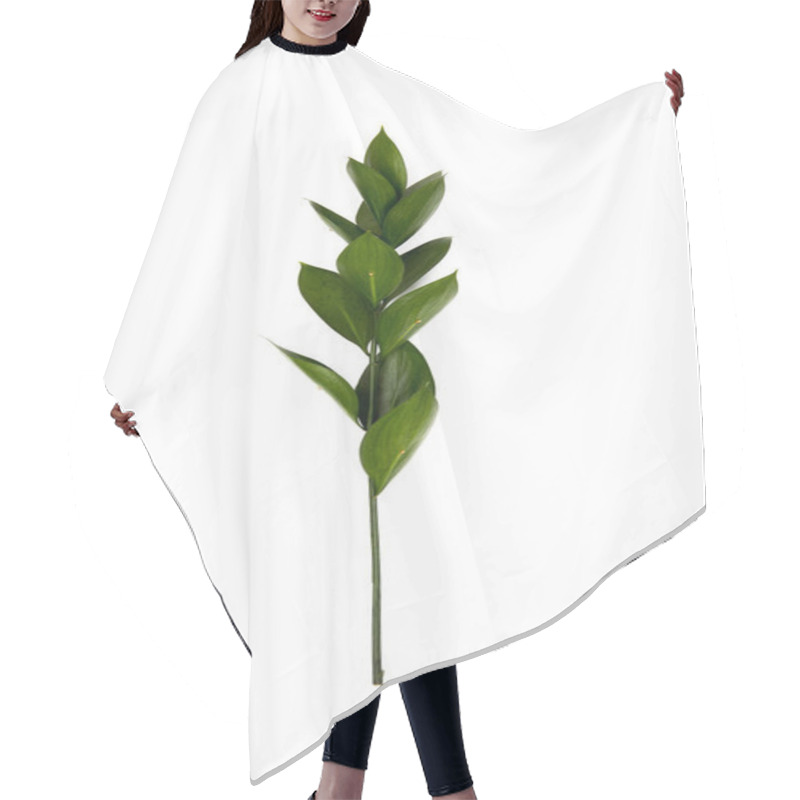 Personality  twig with green leaves isolated on white hair cutting cape