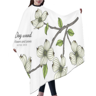 Personality  White Dogwood Flower And Leaf Drawing Illustration With Line Art On White Backgrounds. Hair Cutting Cape