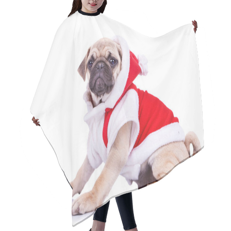 Personality  Pug puppy wearing a santa claus costume hair cutting cape