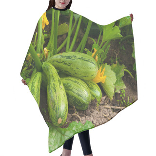 Personality  Flowering Marrow With Fruits Hair Cutting Cape