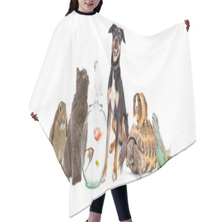 Personality  Large Group Of Domestic Pets Hair Cutting Cape