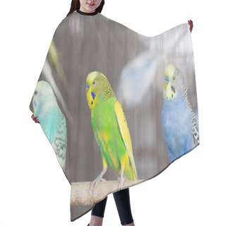 Personality  Group Of Fancy Color Budgerigar In The Cage Hair Cutting Cape