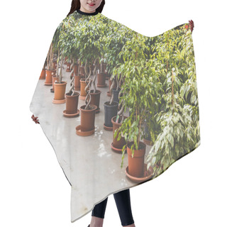 Personality  Green Plants And Ficus In Pots In Greenhouse Hair Cutting Cape