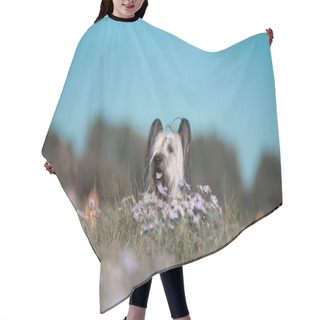 Personality  Skye Terrier Wheat Color Walking In The Woods. Hair Cutting Cape