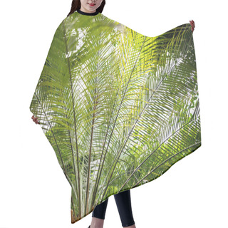 Personality  Palm Tree Branches With Green Leaves And Sunlight  Hair Cutting Cape