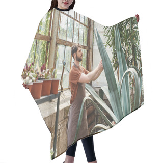 Personality  Handsome And Bearded Gardener In Apron Checking Leaves Of Aloe Vera Plant In Greenhouse, Eco Care Hair Cutting Cape
