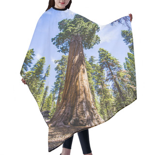 Personality  Sequoia National Park Hair Cutting Cape