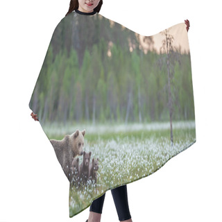 Personality  She-bear And Bear Cubs In The Summer Forest On The Bog Among White Flowers. Natural Habitat. Scientific Name: Ursus Arctos. Summer Season. Hair Cutting Cape