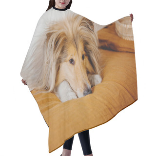 Personality  Red Fur Rough Collie Dog Posing On Room Decoration Background Hair Cutting Cape