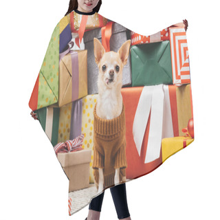 Personality  Close Up View Of Adorable Chihuahua Dog In Sweater Sitting Near Christmas Presents On Floor Hair Cutting Cape