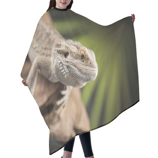 Personality  Root Bearded Dragon  Hair Cutting Cape