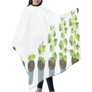 Personality  Cucumber Plants In Pot. Cucumber Growth Stages From Seed To Flowering And Ripening. Illustration Of Healthy Plants Life Cycle Isolated On White Backdrop.organic Gardening. City Farm Infographic. Hair Cutting Cape