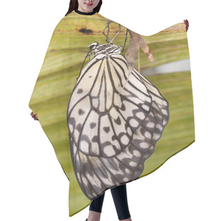 Personality  Paper Kite Butterly - Idea Leuconoe Hair Cutting Cape