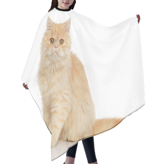 Personality  Persian Cat On White Hair Cutting Cape