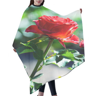 Personality  Red Rose Blooming In The Garden Hair Cutting Cape