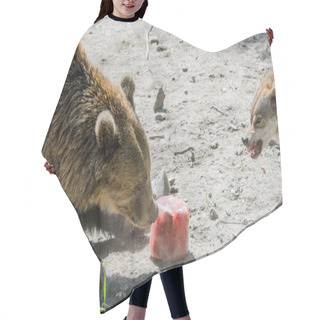 Personality  European Brown Bear Hair Cutting Cape