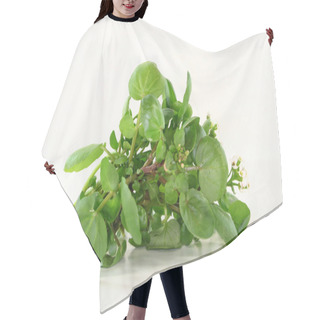 Personality  Watercress Hair Cutting Cape