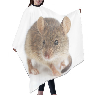 Personality  House Mouse (Mus Musculus) Hair Cutting Cape