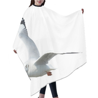 Personality  Seagull Isolated On White Hair Cutting Cape