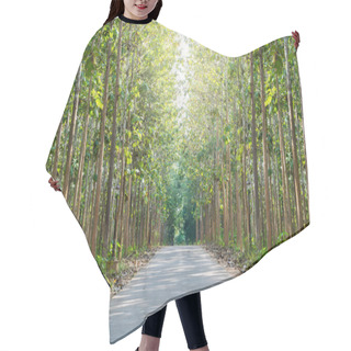 Personality  Trees Tunnel Background  Hair Cutting Cape