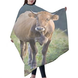 Personality  Cow Standing Over A Blurring Background. Shallow Depth Of Field Hair Cutting Cape