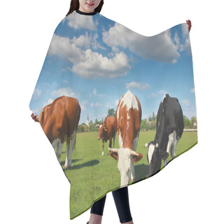 Personality  Cows Grazing On Pasture Hair Cutting Cape