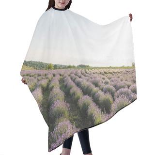 Personality  Blooming Lavender Flowers On Field In Farmland Hair Cutting Cape