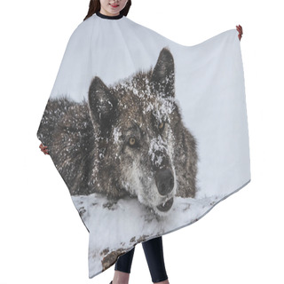 Personality  Alpha Female Grey Wolf In The Snow Hair Cutting Cape