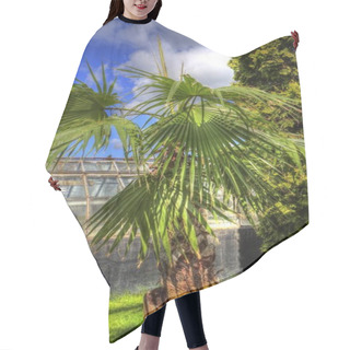 Personality  Chinese Fan Palm Tree Leaf, Art, Illustration, Retro, Drawing, Sketch, Vintage, Retro, Antique, Hair Cutting Cape