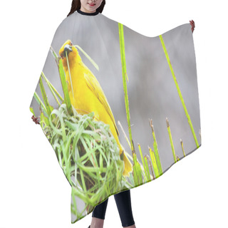 Personality  Golden Palm Weaver Bird Hair Cutting Cape