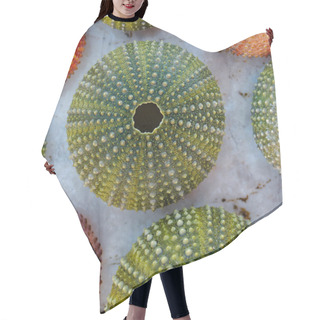 Personality  Colorful Sea Urchins Shells On White Rock Hair Cutting Cape