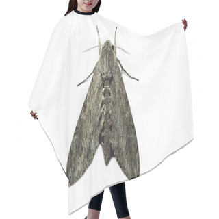 Personality  Butterflies That Feed At Night, Isolated On A White Background Hair Cutting Cape