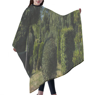 Personality  Trees And Bushes On Green Grass In Park, Panoramic Shot Hair Cutting Cape