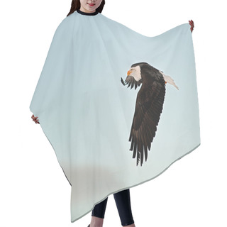 Personality  Flying Bald Eagle. Hair Cutting Cape