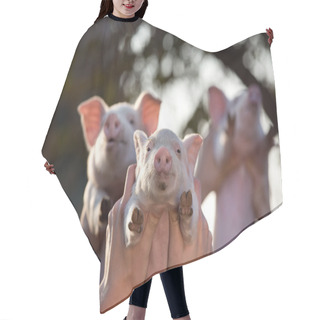 Personality  Piglets Lifted By Men's Hands Hair Cutting Cape